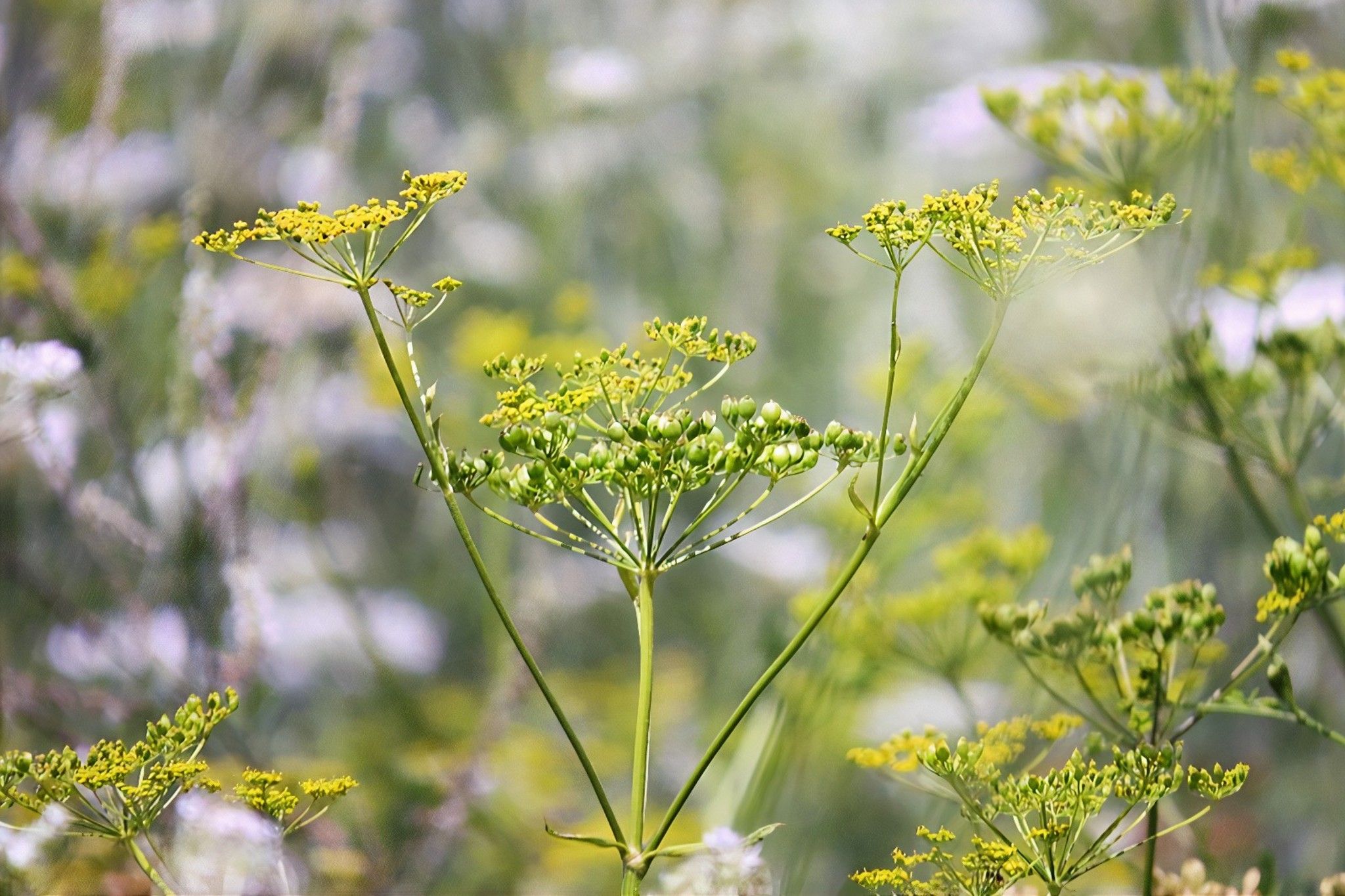 This dangerous plant grows in Toronto and here's what to do if you spot it