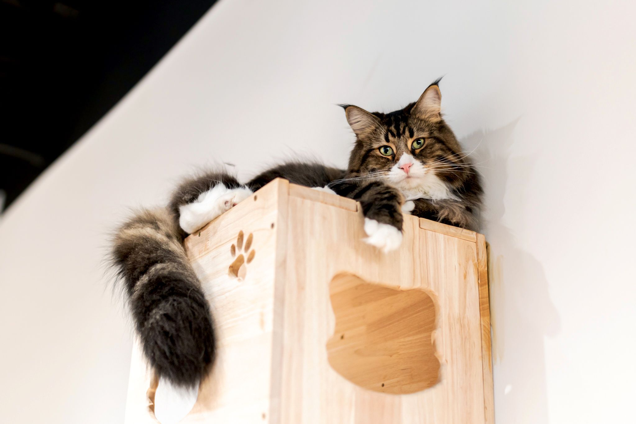 lazy cat furniture