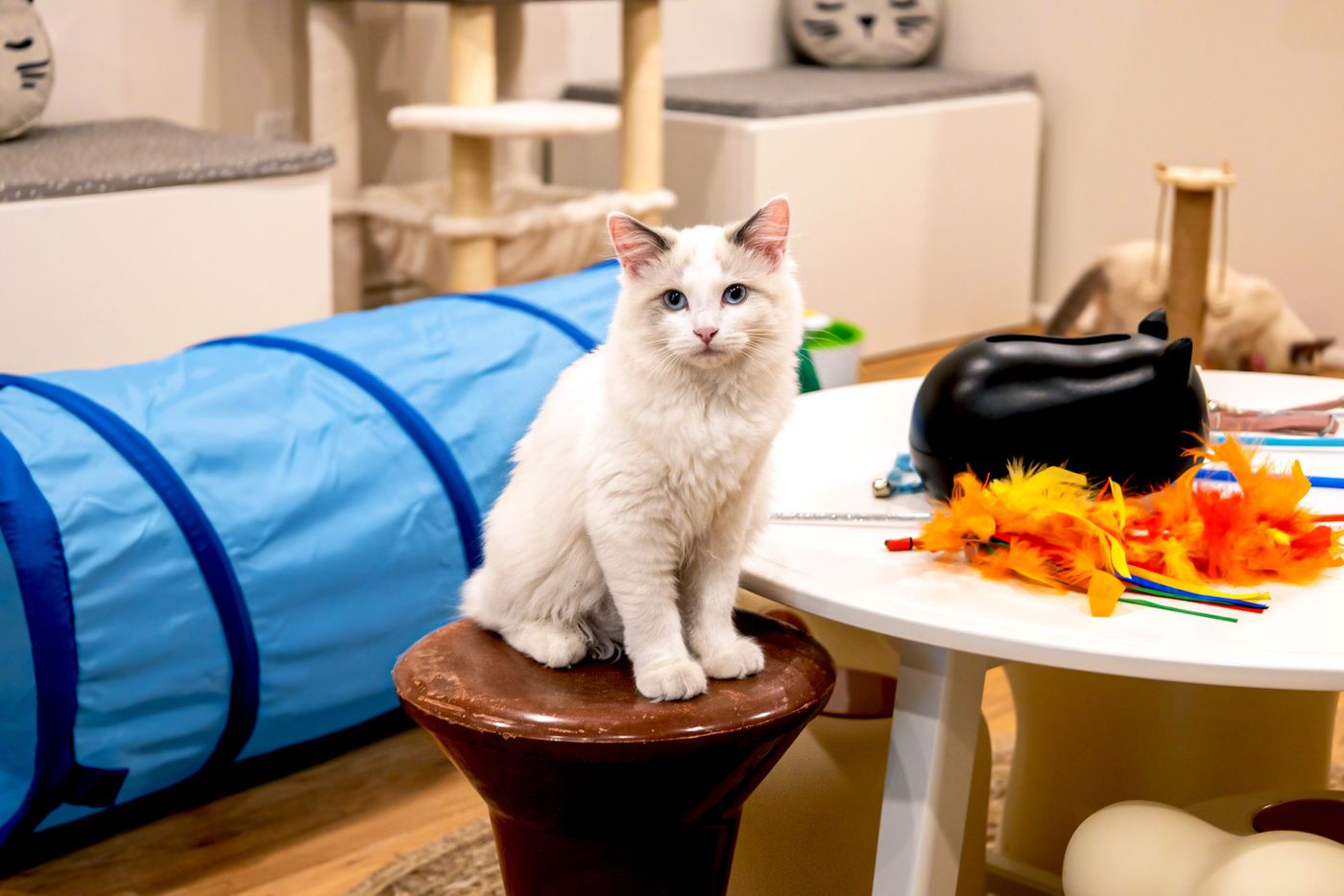 Vintage Cat Cafe Toronto