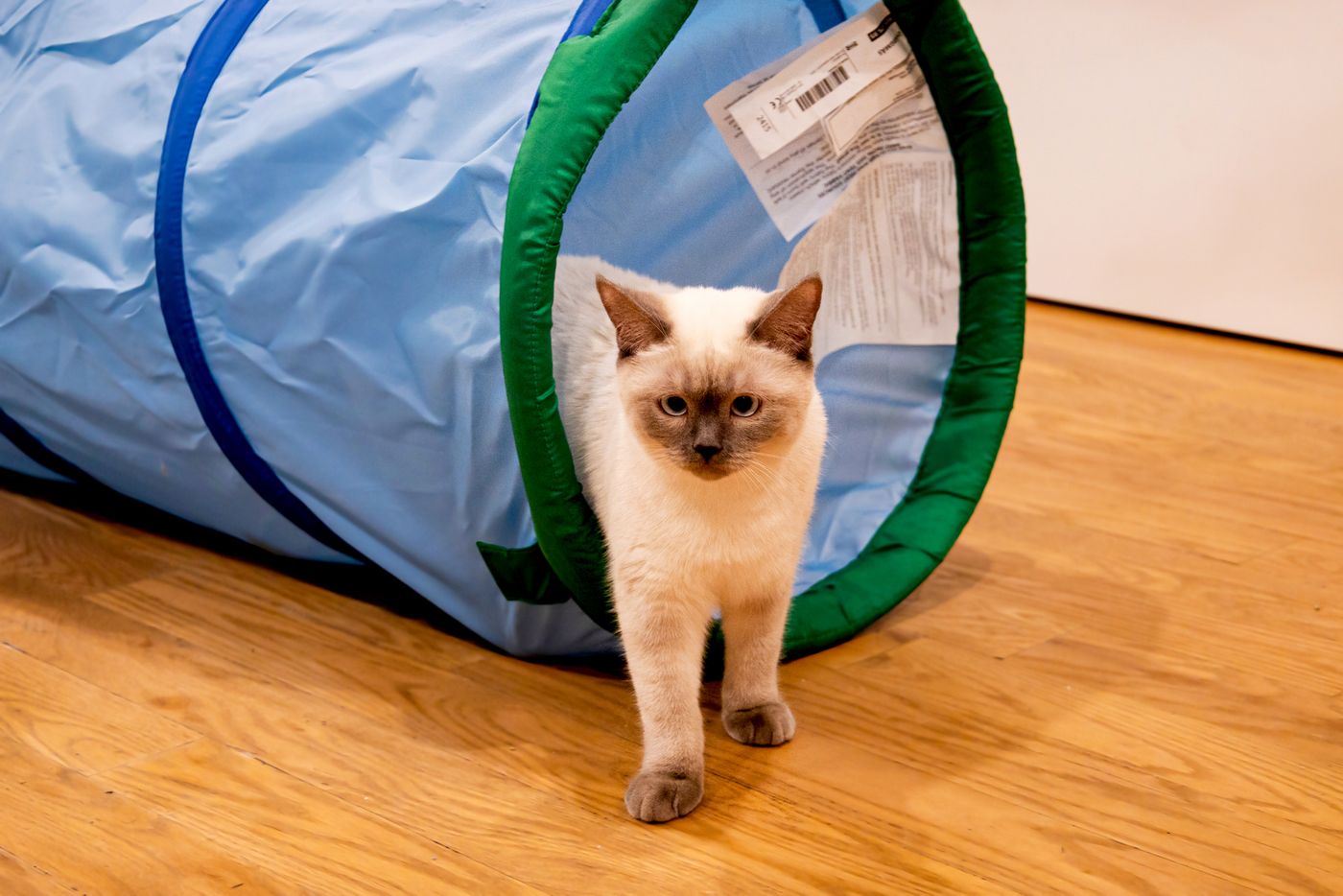 Vintage Cat Cafe Toronto