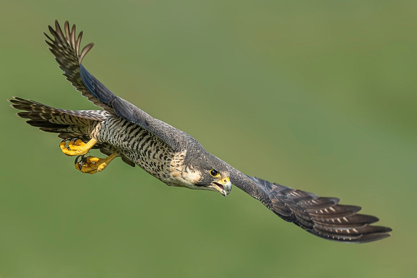 fastest animals in the world ontario