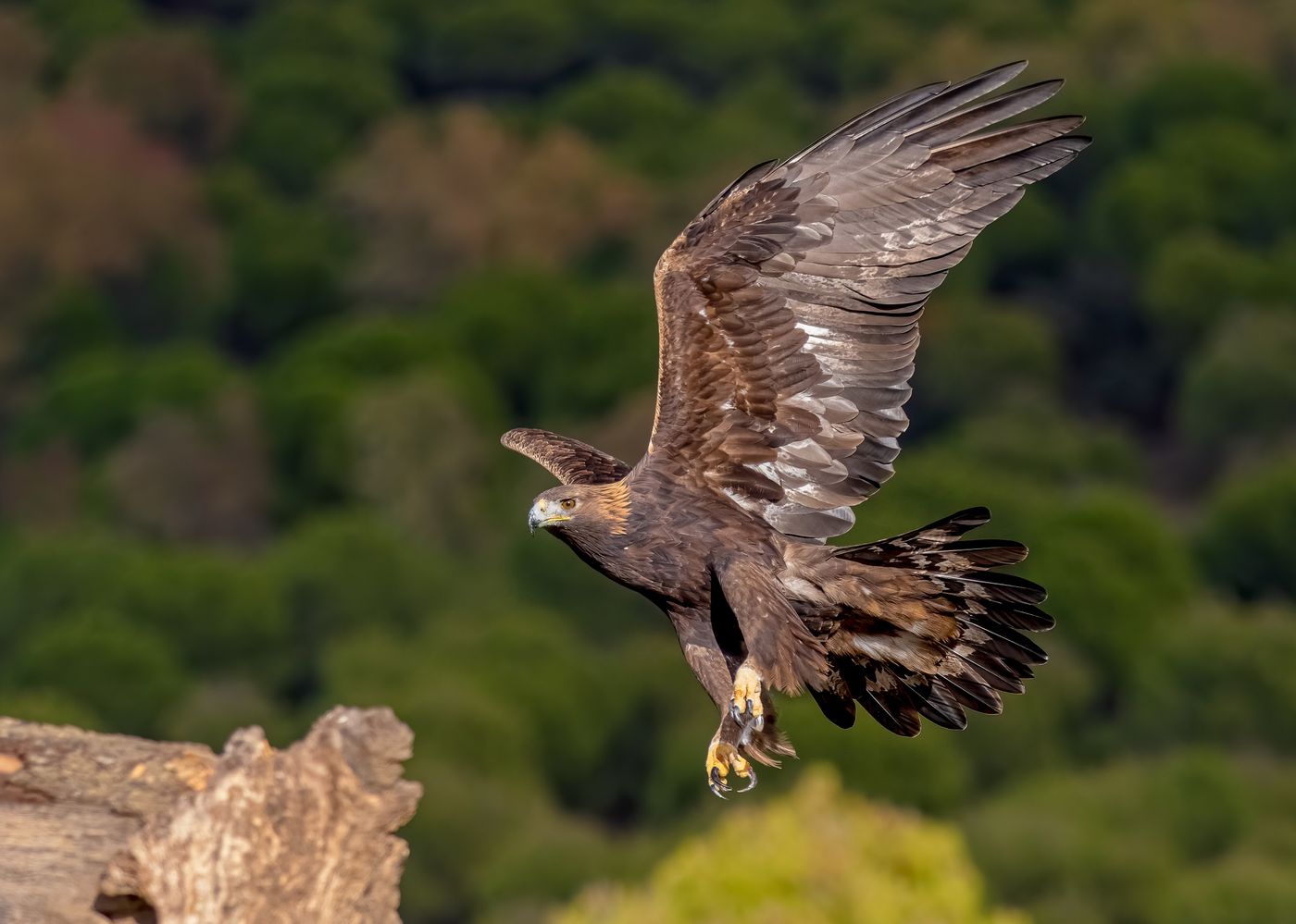 fastest animals in the world ontario