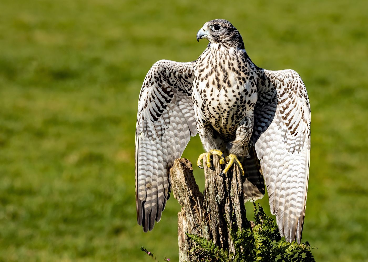 fastest animals in the world ontario