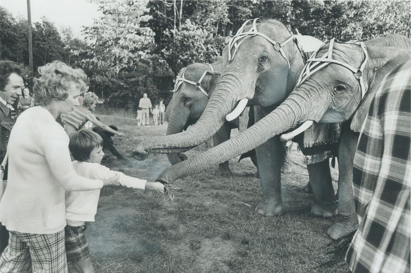 elephants toronto