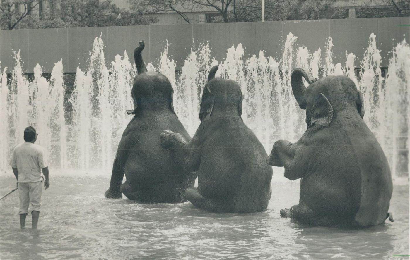 elephants toronto